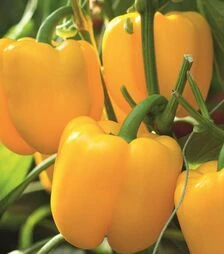 Семена перца Турбин F1, п.е. 1 тыс. семян (Bejo)