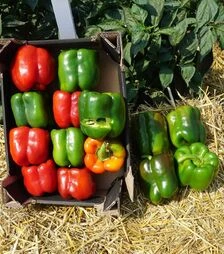 Семена перца Вангард F1, п.е. 1 тыс. семян (Clause)