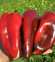 Насіння перцю Редкан F1, п.о. 1 тис. насінин (Clause)