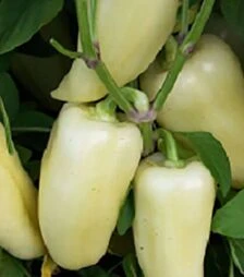 Семена перца Хаски F1, п.е. 500 шт семян (Enza Zaden)