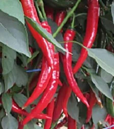 Семена перца Шакира F1, п.е. 500 шт семян (Hazera)