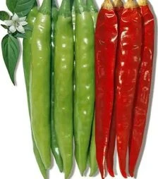 Насіння перцю Ангаріка F1, п.о. 1 тис. насінин (NongWoo Bio)