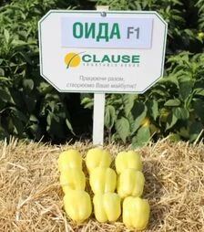 Насіння перцю Оіда F1, п.о. 250 насінин (Clause)