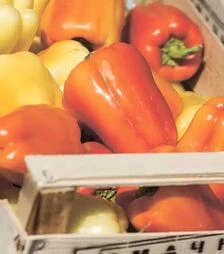 Семена перца Барби F1, п.е. 500 семян (Syngenta)