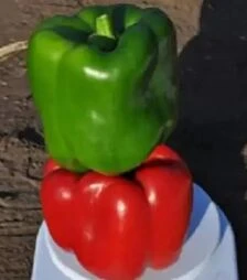 Насіння перцю Карісма F1, п.о. 5 тис. насінин (Clause)