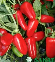 Семена перца Феррары F1, п.е. 500 семян (Sakata)
