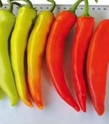 Семена перца Хуэро F1, п.е. 250 семян (United Genetics)