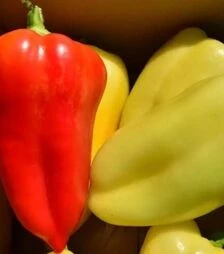 Насіння перцю Амика F1, п.о. 250 насінин (Semo)