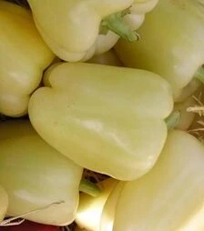 Насіння перцю Квадри F1, п.о. 250 насінин (Semo)