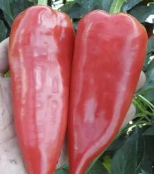 Насіння перцю Драки F1, п.о. 250 насінин (Semo)