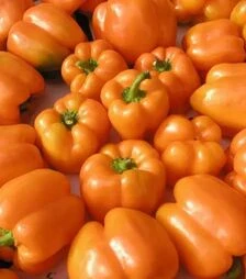 Насіння перцю Орени F1, п.о. 250 насінин (Semo)