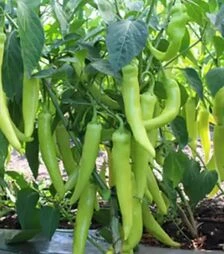 Насіння перцю КС 65 F1, п.о. 500 насінин (Kitano Seeds)