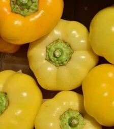 Насіння перцю Яблина F1, п.о. 250 насінин (Semo)