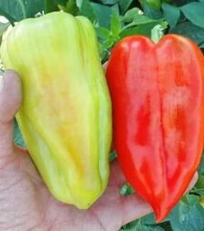 Насіння перцю Слави F1, п.о. 1 тис. насінин (Semo)