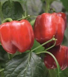 Насіння перцю Чайка F1, п.о. 1 тис. насінин (Bejo)