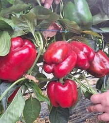 Насіння перцю Фасіло F1 (75063), п.о. 250 насінин (Hazera)