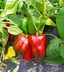 Семена перца Брабус F1, п.е. 500 семян (Sakata)