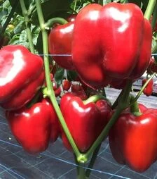 Семена перца Ред Дир F1, п.е. 1 тыс. семян (Clause)