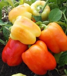 Насіння перцю Нела F1, п.о. 500 насінин (Moravoseed)