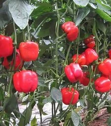 Семена перца Плутонио F1, п.е. 500 семян (Enza Zaden)