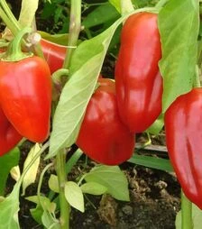 Насіння перцю Кирил F1, 20 г (Ніцcса)