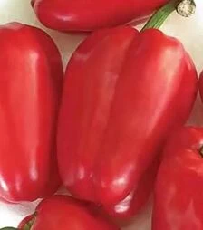 Насіння перцю Антей, 500 г (Nasko)