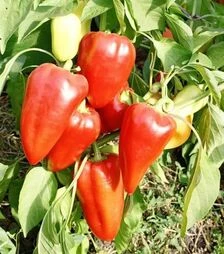 Семена перца Алексий, 20 г (Ницcса)