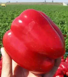 Семена перца Геркулес F1, 5 г (Clause)