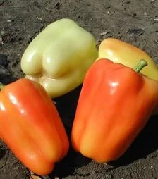 Семена перца Фламинго F1 Clause, 5 г (Clause)