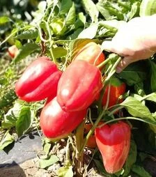 Насіння перцю Кетрін F1, 5 г (Solare Sementi)