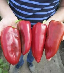 Насіння перцю Каптур F1, п.о. 500 насінин (Seminis)