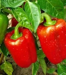 Насіння перцю Каліфорнійське диво, 50 г (Moravoseed)