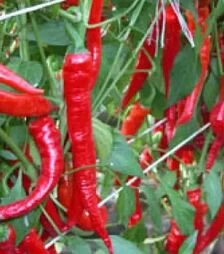 Насіння перцю Козій Ріг, 50 г (Moravoseed)