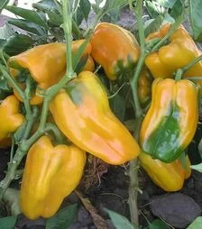 Насіння перцю Джеміні F1, п.о. 1 тис. насінин (Nunhems)