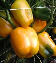 Насіння перцю Містері F1, 50 г (Moravoseed)