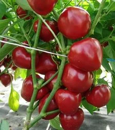 Семена перца Думас, 50 ​​г (Moravoseed)