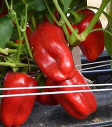 Семена перца Лимон, 50 г (Moravoseed)