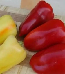 Семена перца Беатрикс F1, п.е. 5 тыс. семян (Moravoseed)