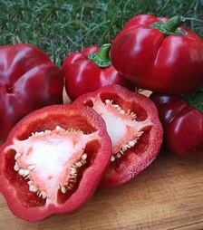 Семена перца Р 16262 F1, п.е. 500 семян (Esasem)