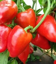 Семена перца Рубиновая, 50 г (Moravoseed)