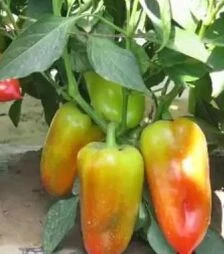 Семена перца Сенатор F1, 5 г (Solare Sementi)