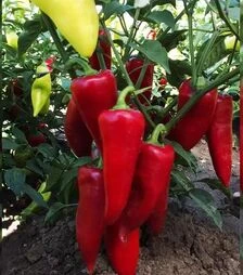 Семена перца Сакура, 50 г (Moravoseed)