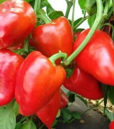 Семена перца Рубинова, 1 кг (Moravoseed)