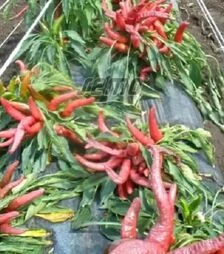 Насіння перцю Корал Зел, 50 г (Semo)