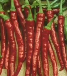 Насіння перцю Каркулка, 50 г (Semo)