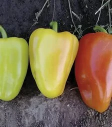 Семена перца Венера F1, 5 г (Solare Sementi)