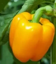 Семена перца Тесла F1, п.е. 500 семян (Moravoseed)