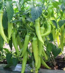 Насіння перцю KS 65 F1, п.о. 100 насінин (Kitano Seeds)