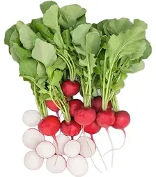 Насіння редису Роксан F1, п.о. 10 тис. насінин (Bejo)