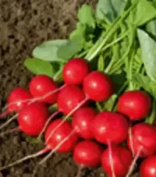 Насіння редису Ровер F1, п.о. 10 тис. насінин (Bejo)